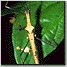 phas_s002